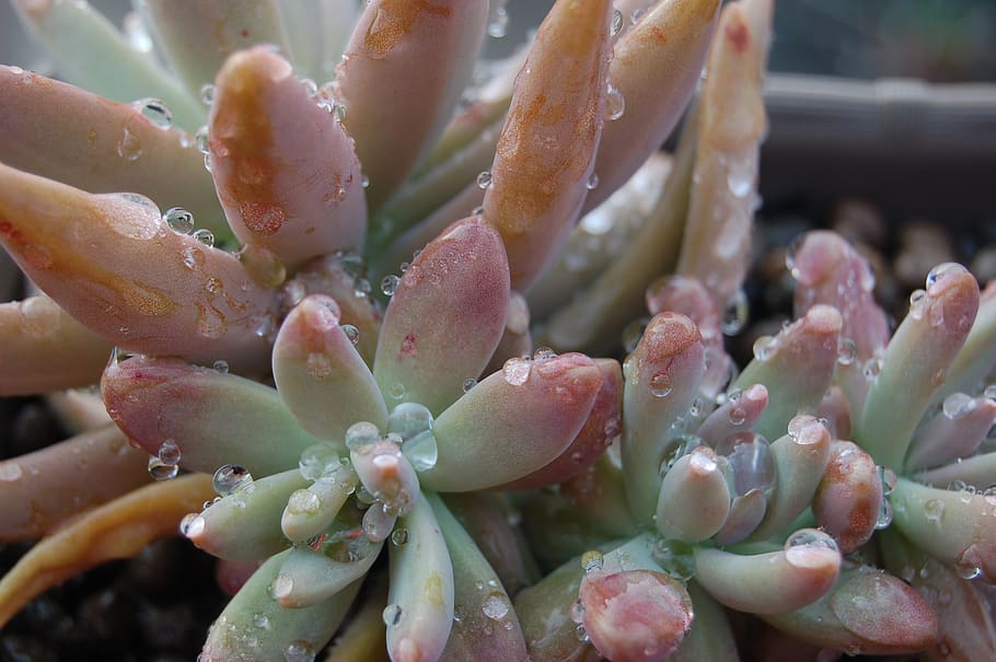 nature, succulent plants, close-up, no people, growth, focus on foreground HD wallpaper