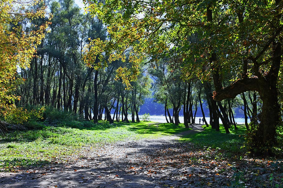 autumn, forest, riverside, danube, nature, trees, landscape HD wallpaper