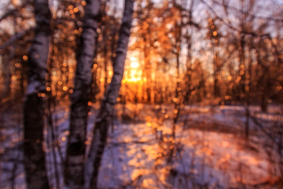 canada, birch, orange, sunrise, trees, forest, bokeh, winter HD wallpaper