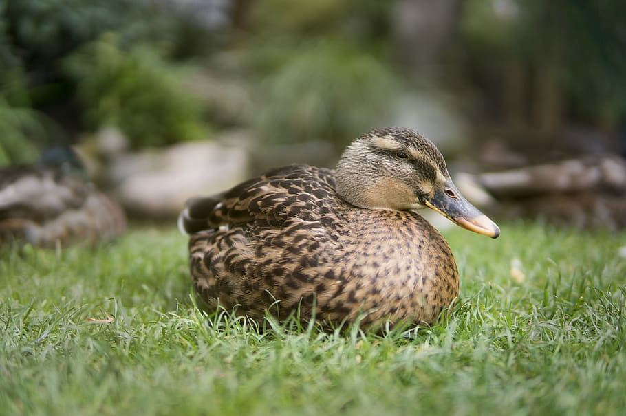 brown duck, bird, animals in the wild, vertebrate, grass, animal wildlife HD wallpaper