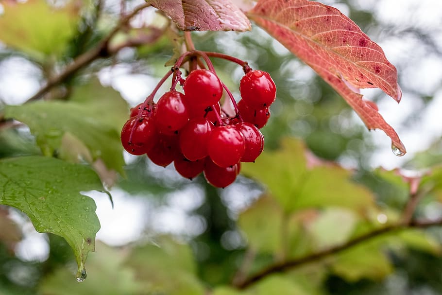 berries, red, wet, fruit, plant, growth, food, food and drink HD wallpaper