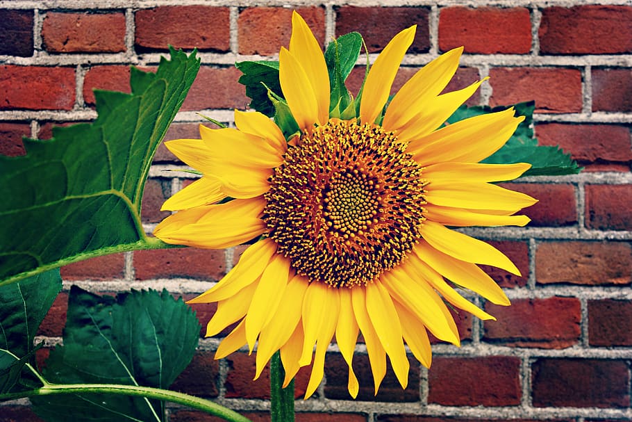 Yellow Sunflower in Bloom Near Red Brick Wall, blossom, flora HD wallpaper