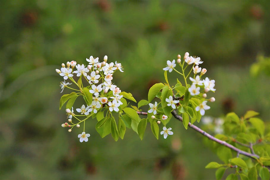 flower, nature, tree, branch, spring, plant, green, white, blooming HD wallpaper