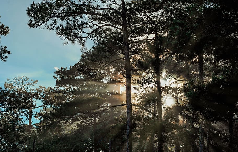 Forest Trees, branches, clouds, dawn, daylight, environment, landscape HD wallpaper