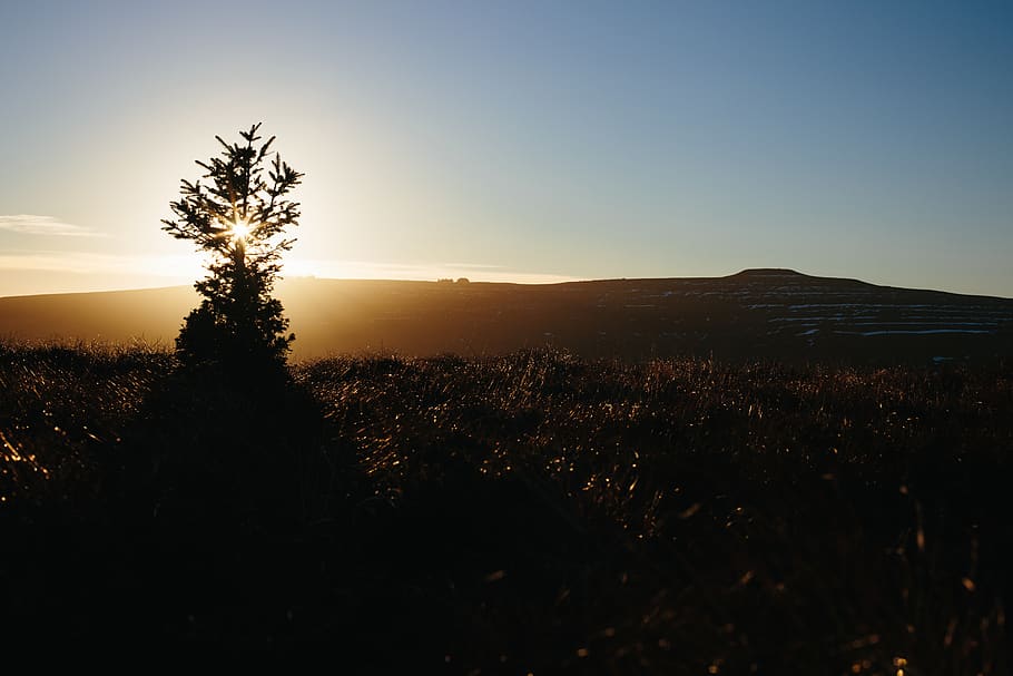 festive, tree, mountains, wales, countryside, nature, solitude, HD wallpaper