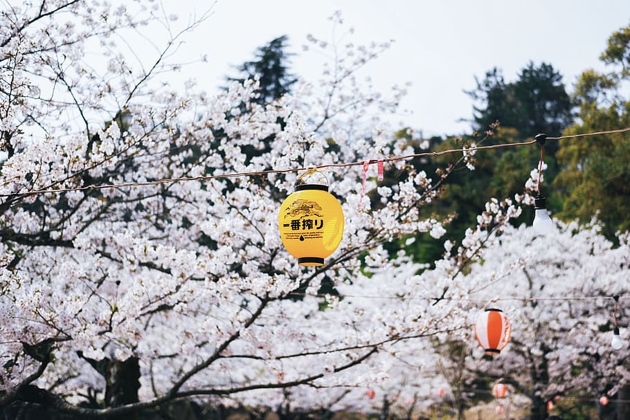 yellow lantern hanging, plant, blossom, flower, cherry blossom HD wallpaper