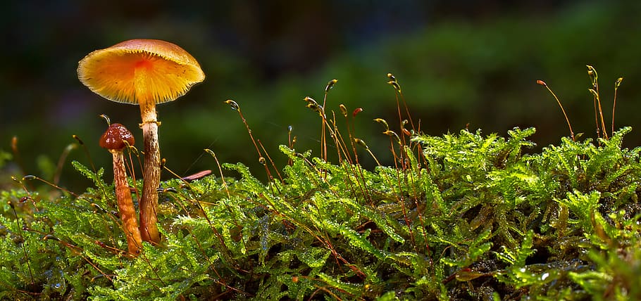 mushroom, moss, autumn, forest, mini mushroom, forest mushrooms, HD wallpaper