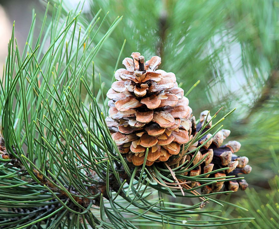 brown pinecones, pine cone, plant, nature, growth, close-up, day HD wallpaper