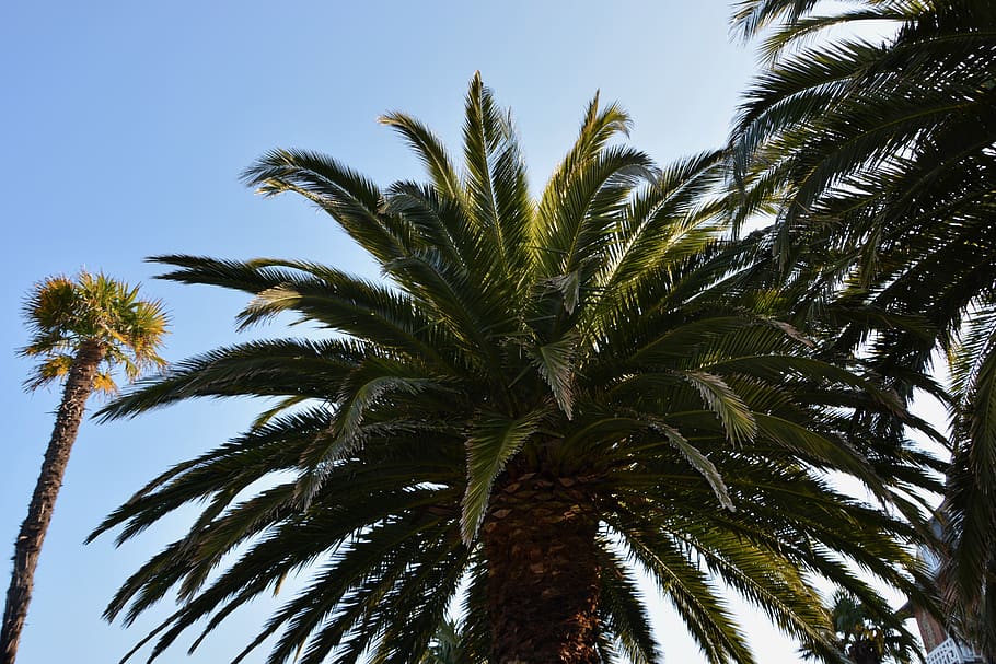 palm, palm tree, nature, green foliage, decorative tree, tropical climate HD wallpaper