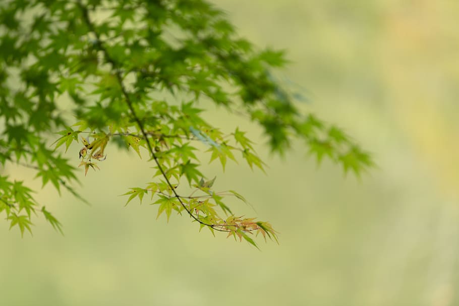green tree, plant, growth, green color, beauty in nature, close-up HD wallpaper