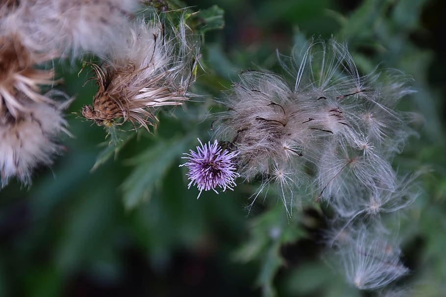 thistle, pappus, flower coronary, acker thistle, flora, cirsium arvense HD wallpaper