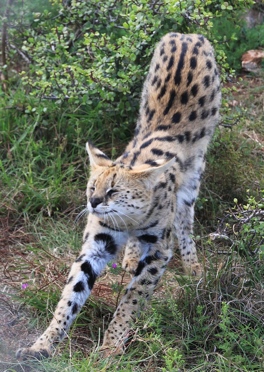 serval, cat, wild, animal, fast, cheetah, animal themes, mammal HD wallpaper