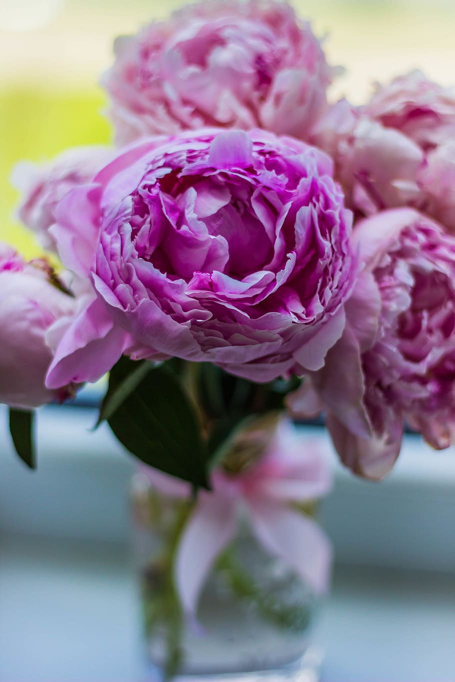 pink, flower, bloom, petal, leaf plant, nature, green, blur HD wallpaper