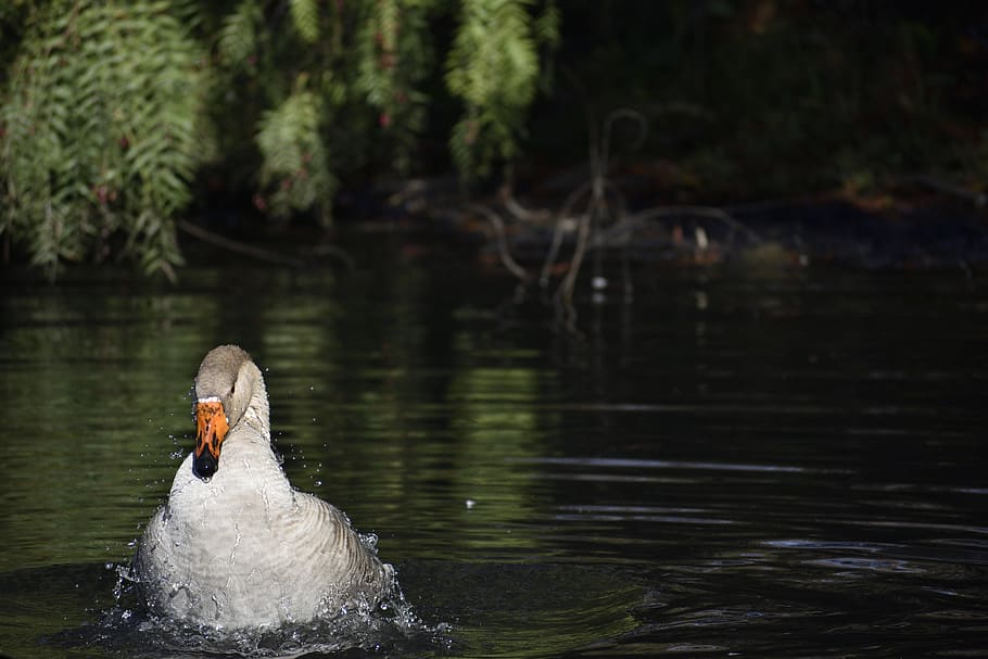 white duck on water, animal, bird, swan, outdoors, nature, lake HD wallpaper