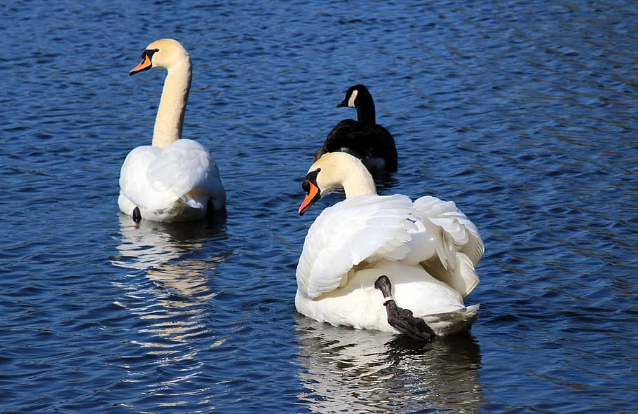 river, lake, water, flow, nature, swan, bird, animal, animal themes HD wallpaper