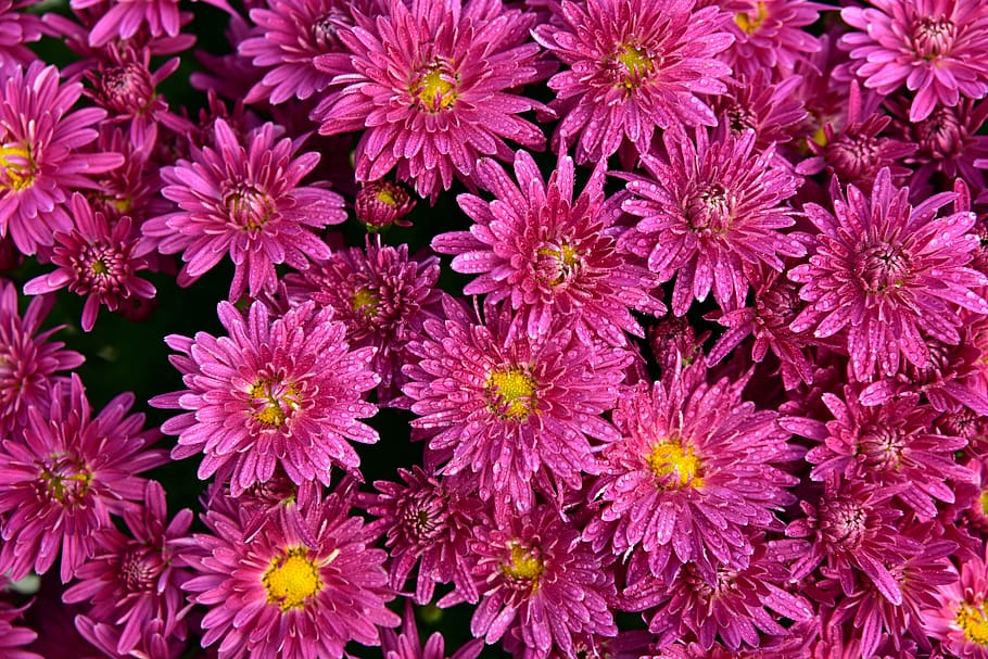 asters, flowers, pink, bloom, composites, close up, asteraceae, HD wallpaper