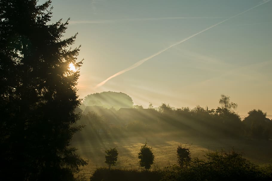flare, light, sunlight, nature, tree, abies, plant, fir, outdoors HD wallpaper