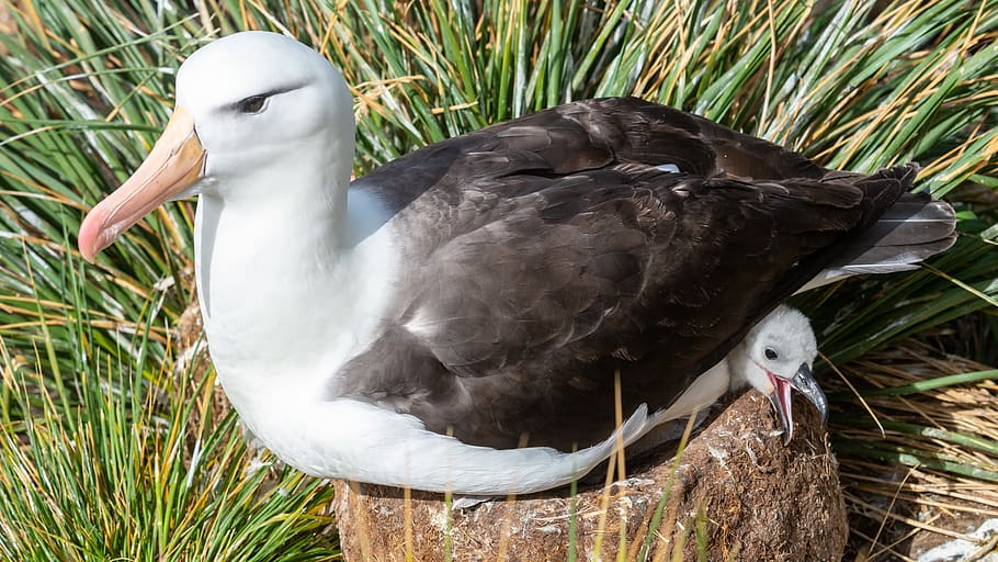 seagull on rock, animal themes, bird, animal wildlife, vertebrate HD wallpaper