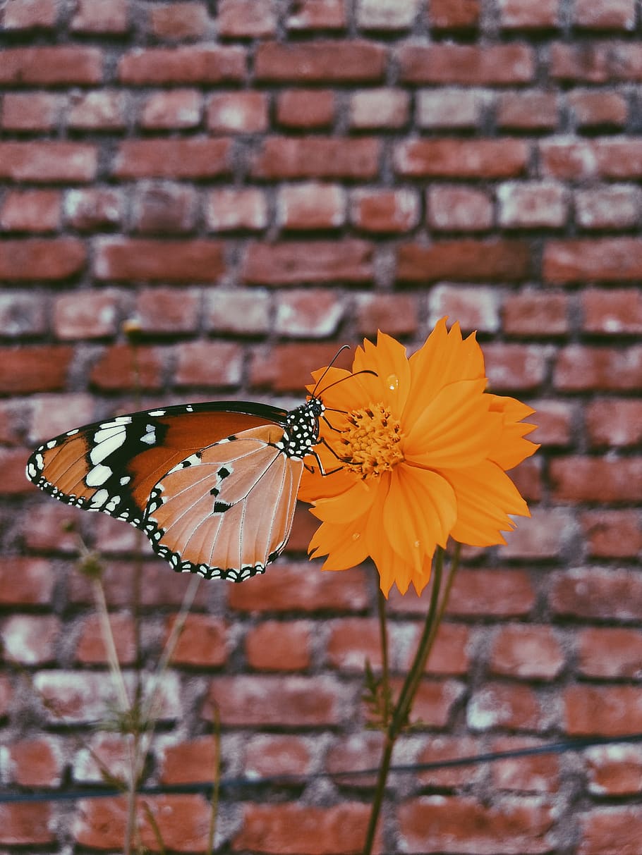 Queen Butterfly on Orange Petaled Flowers, beautiful, bloom, blooming HD wallpaper
