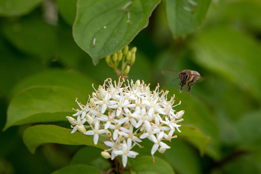 bee, flower, nature, macro, insect, flowering plant, invertebrate HD wallpaper
