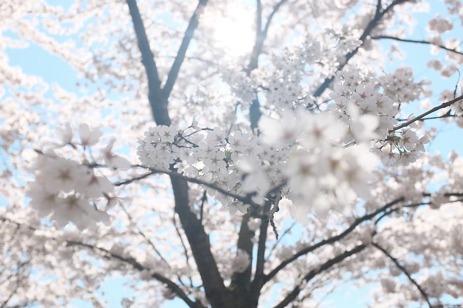 white, blossoms, trees, branches, flowers, sunshine, sunlight HD wallpaper