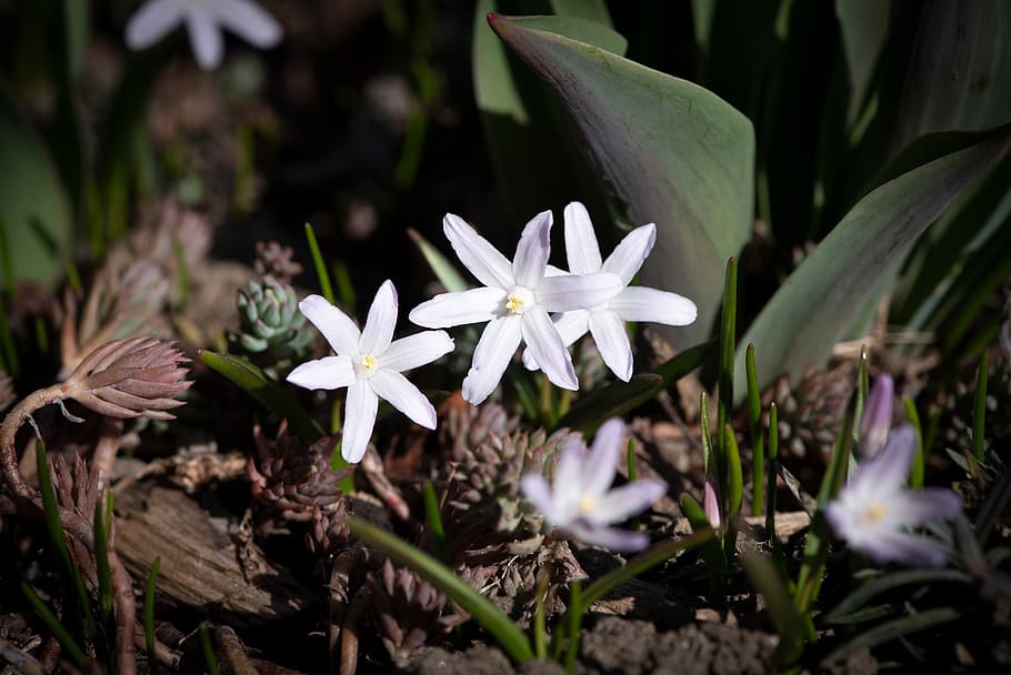 Early Flower видеозаписи