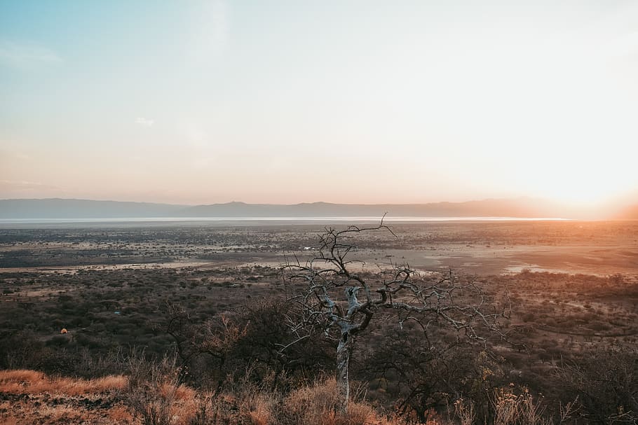 gray tree view on top, nature, outdoors, landscape, sky, sunset HD wallpaper