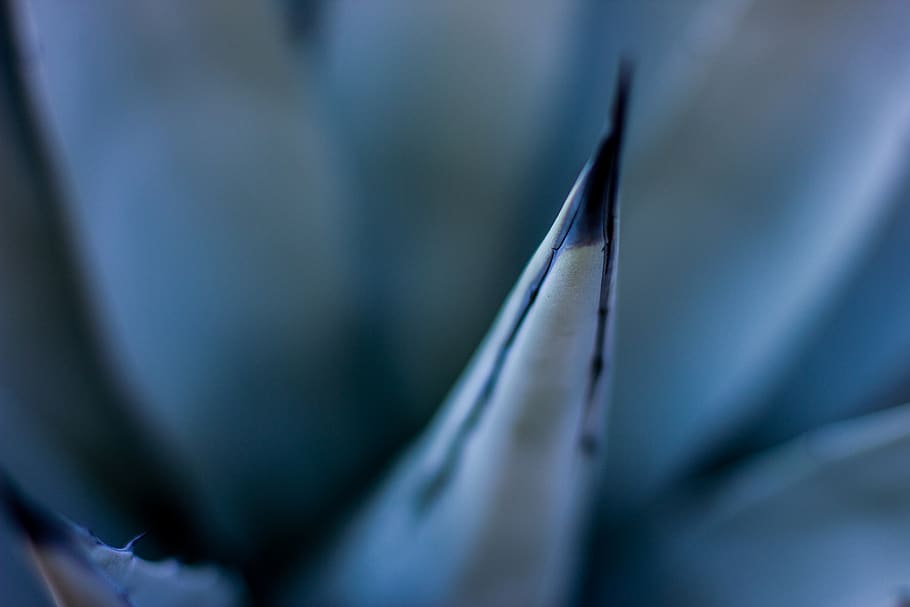 agave, plant, desert, arizona, wild life, catus, close-up, selective focus, HD wallpaper