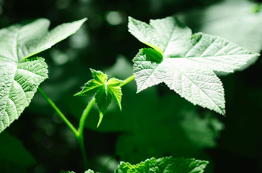 germany, berlin, leaves, green, plant, plants, trees, nature HD wallpaper