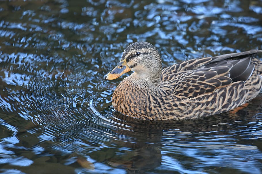 gray duck, bird, animal themes, animal wildlife, vertebrate, animals in the wild HD wallpaper