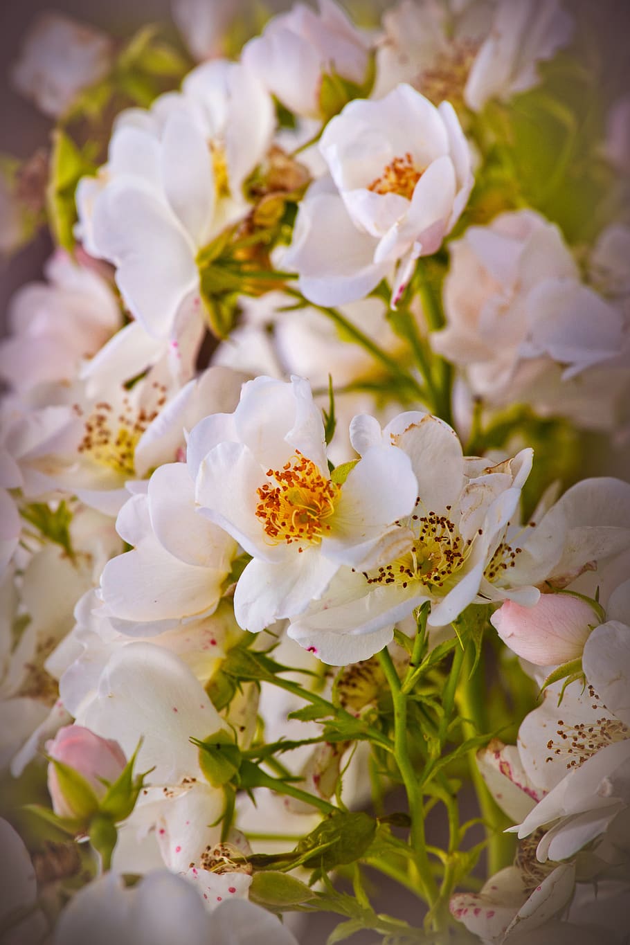 shrub rose, white, romantic, fragrant, beautiful, close up HD wallpaper