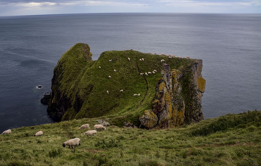 Herd Of Sheep Grazing In Grassland, animals, bay, beach, cliff HD wallpaper