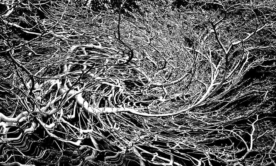 tangle, branches, tree, leafless, bare, plant, no people, nature HD wallpaper