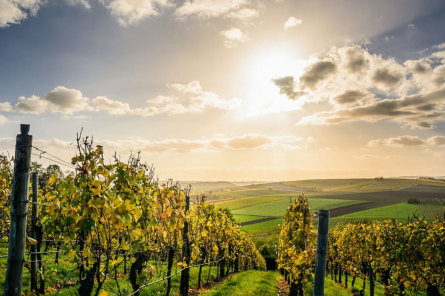 Pathway Under Clouds And Blue Sky, cropland, dawn, daylight, farm HD wallpaper