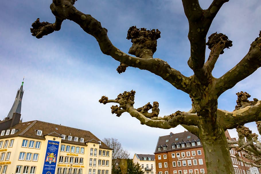 germany, düsseldorf, mertensgasse 3, tree, dusseldorf, altstadt, HD wallpaper