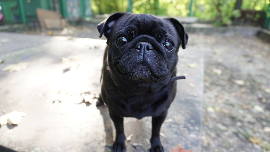 dog, portrait, eyes, head, cute, pet, pets, pug, each, one animal HD wallpaper