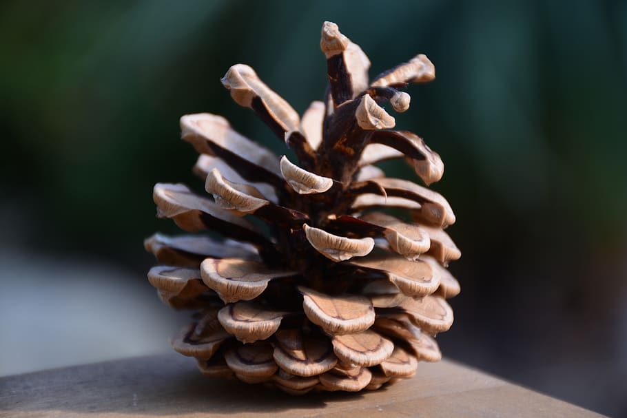 cone, brown, nature, forest, tree, wood, pine, decoration, cones HD wallpaper