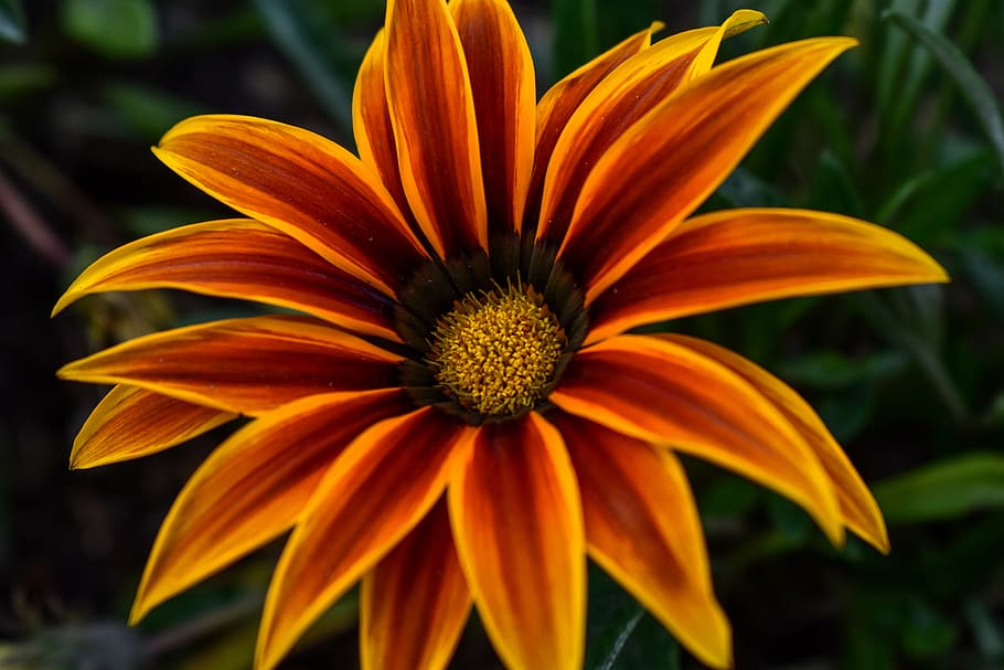 flower, beautiful flower, flowering plant, vulnerability, fragility HD wallpaper