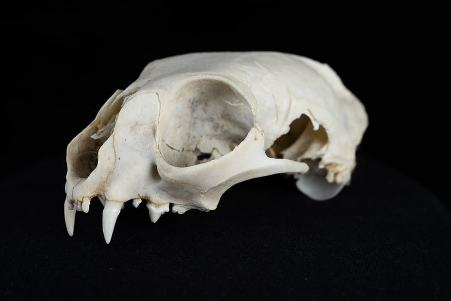white animal skull, bone, black background, studio shot, animal body part HD wallpaper