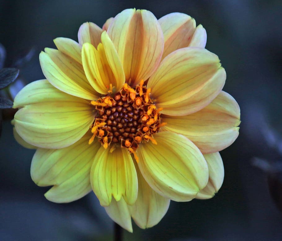 flowers, yellow, flowering plant, beauty in nature, freshness HD wallpaper