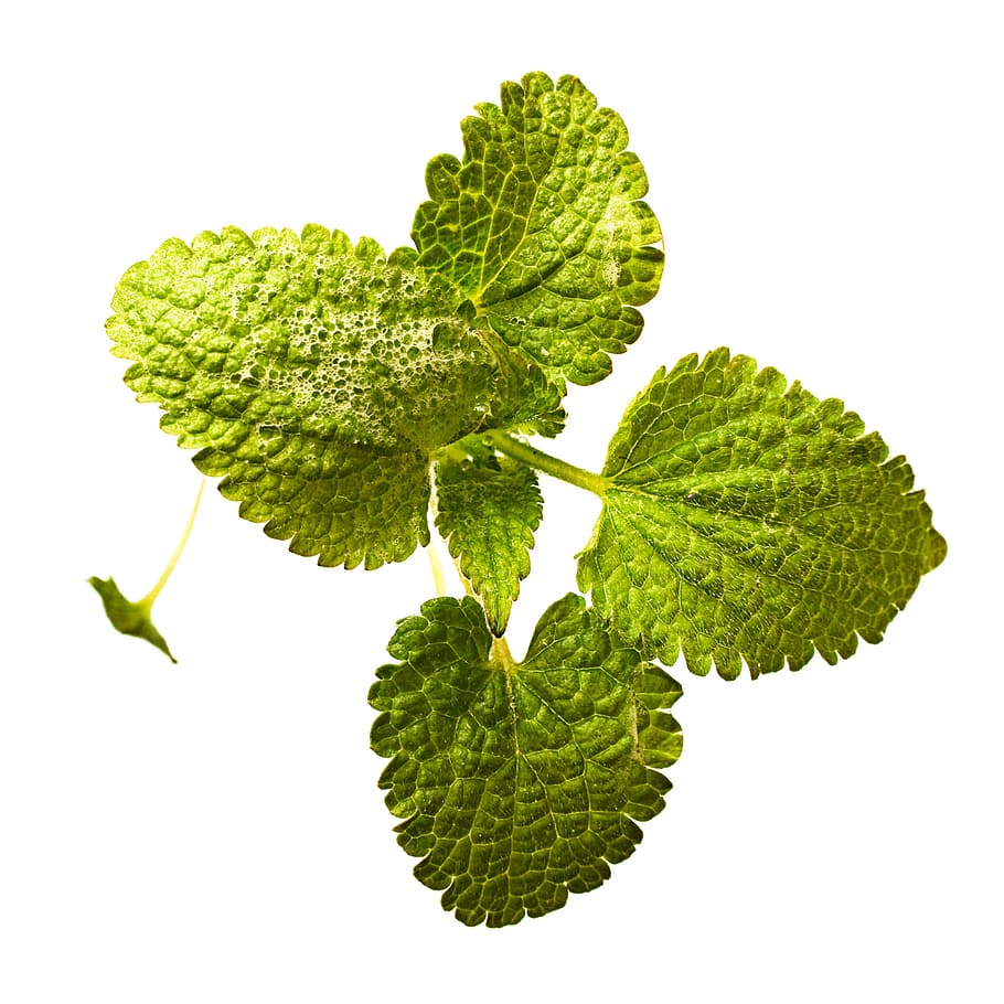 plant, white, green color, leaf, plant part, white background HD wallpaper