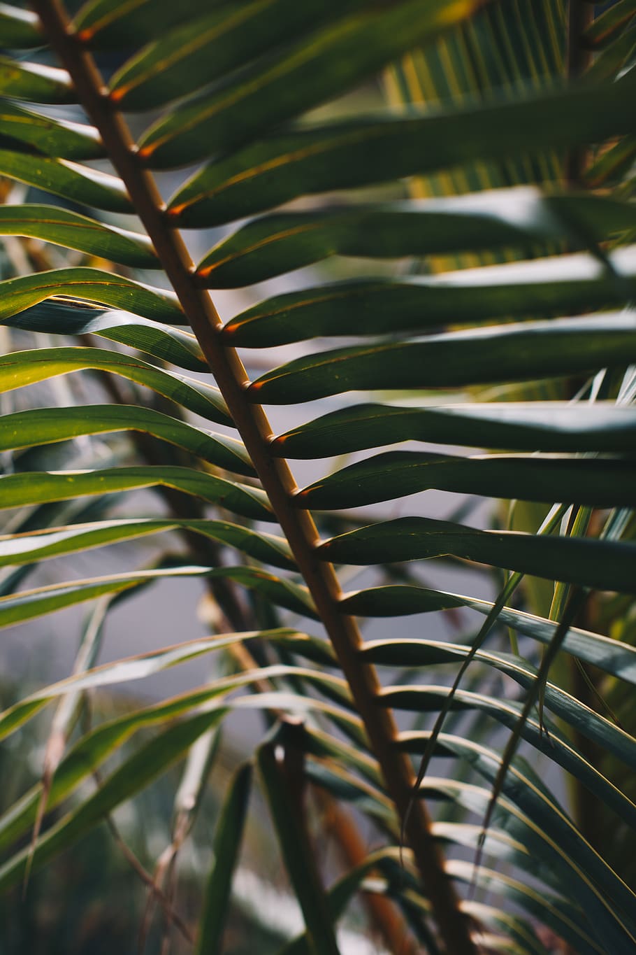 palm leaf, growth, plant, beauty in nature, green color, plant part HD wallpaper