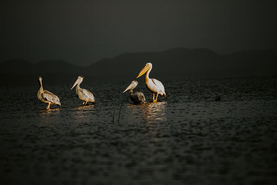 four white pelican birds, beach, glow, light, nature, wildlife HD wallpaper