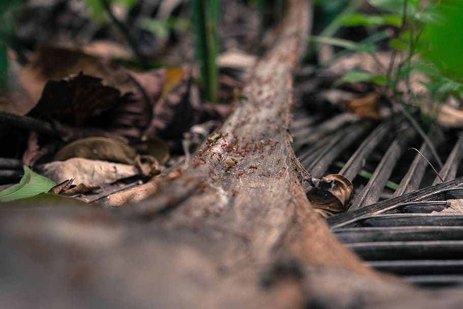 ants, close up, selective focus, plant part, leaf, nature, no people HD wallpaper