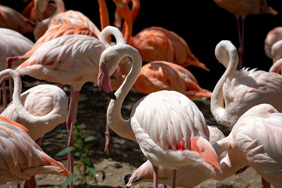 flamingos, bird, salmon, pride, plumage, animal world, bill HD wallpaper
