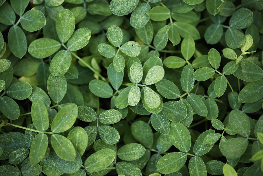 Photo of Green Leaf Plants, background, blur, close-up, ecology HD wallpaper