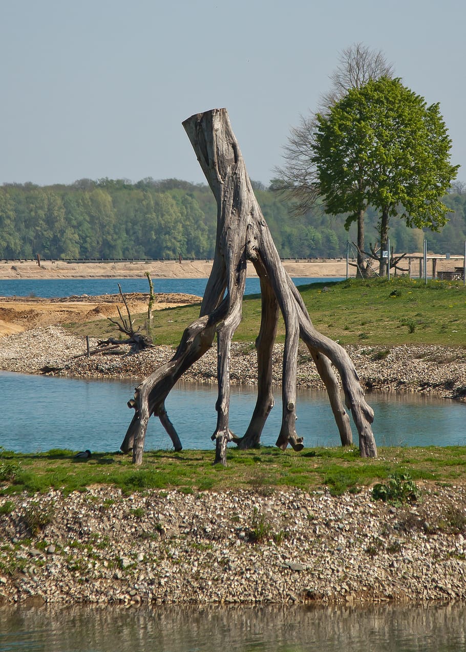 tree, root, nature, tree root, log, wood, old, tribe, mis shapen HD wallpaper