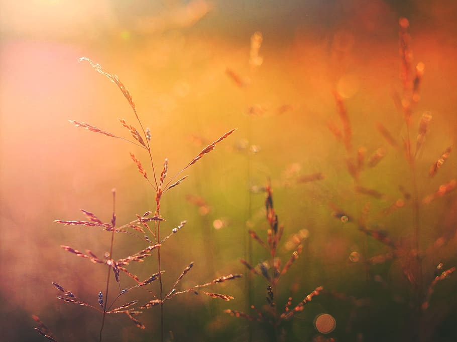 nature, grass, wheat, field, autumn, fall, sway, brown, still HD wallpaper