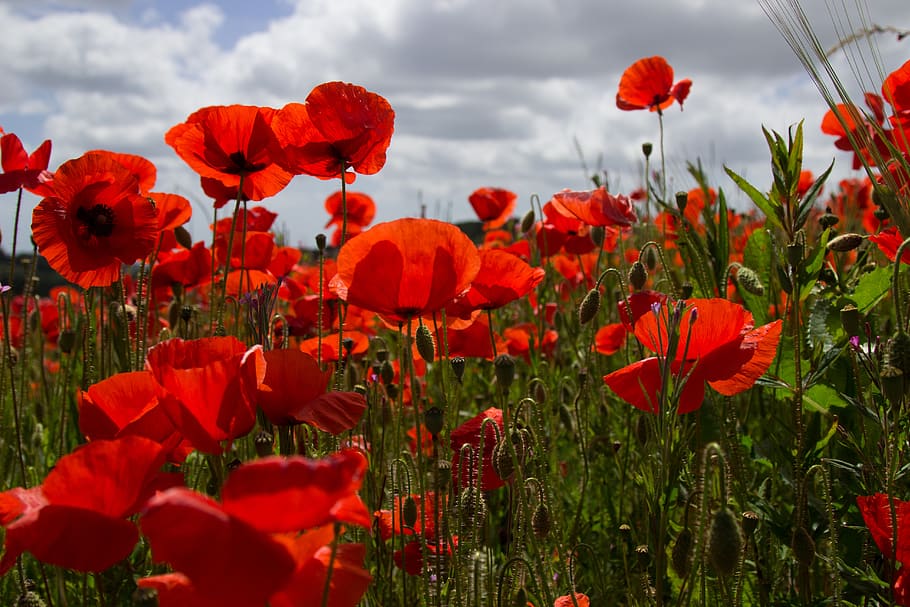 poppies, poppy field, red, armistice day anniversary, in flanders fields