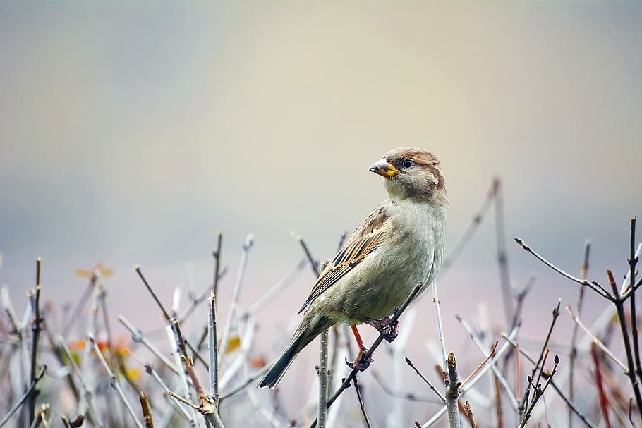 bird, sparrow, wildlife, macro, closeup, branch, twig, perch HD wallpaper